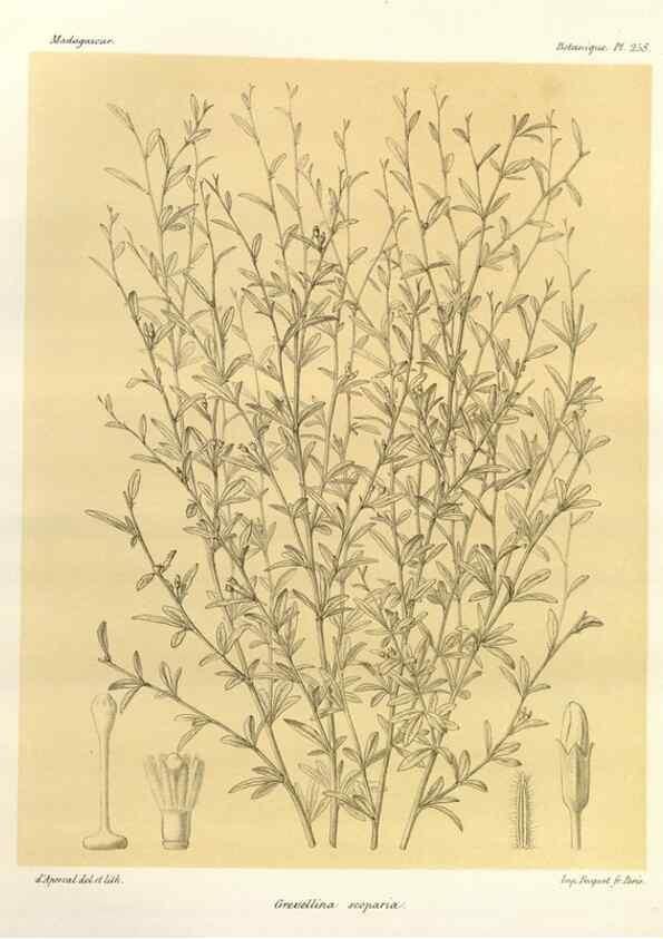 Reproducción/Reproduction 49785408418: Histoire physique, naturelle, et politique de Madagascar. Paris :Impr. nationale,1885-. 