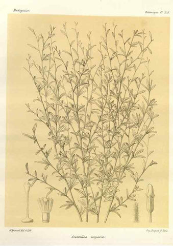 Reproducción/Reproduction 49785408418: Histoire physique, naturelle, et politique de Madagascar. Paris :Impr. nationale,1885-. 
