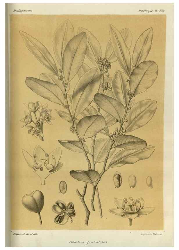 Reproducción/Reproduction 49786031211: Histoire physique, naturelle, et politique de Madagascar. Paris :Impr. nationale,1885-. 
