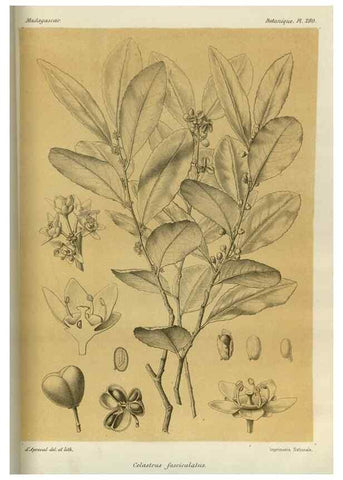 Reproducción/Reproduction 49786031211: Histoire physique, naturelle, et politique de Madagascar. Paris :Impr. nationale,1885-. 