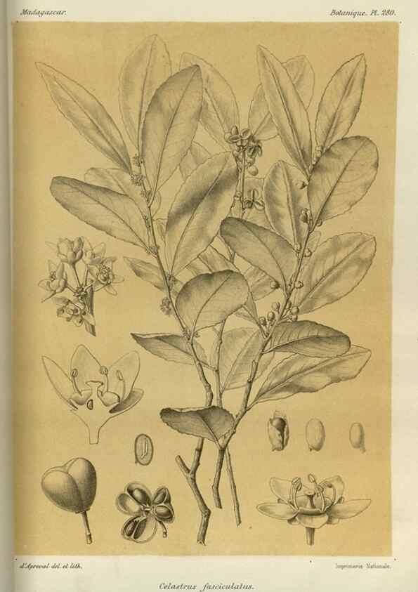 Reproducción/Reproduction 49786031211: Histoire physique, naturelle, et politique de Madagascar. Paris :Impr. nationale,1885-. 