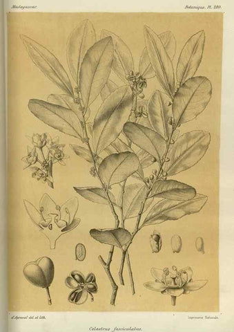 Reproducción/Reproduction 49786031211: Histoire physique, naturelle, et politique de Madagascar. Paris :Impr. nationale,1885-. 