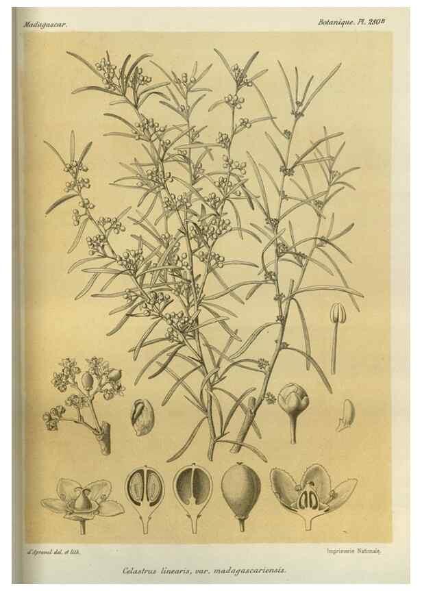 Reproducción/Reproduction 49786031816: Histoire physique, naturelle, et politique de Madagascar. Paris :Impr. nationale,1885-. 