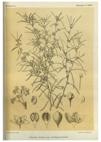 Reproducción/Reproduction 49786031816: Histoire physique, naturelle, et politique de Madagascar. Paris :Impr. nationale,1885-. 