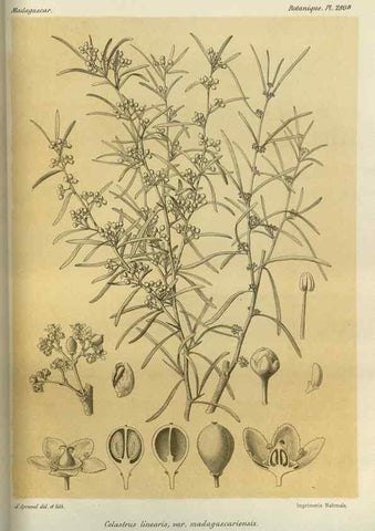 Reproducción/Reproduction 49786031816: Histoire physique, naturelle, et politique de Madagascar. Paris :Impr. nationale,1885-. 