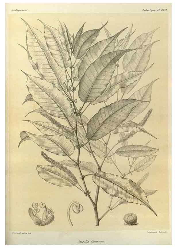 Reproducción/Reproduction 49786037876: Histoire physique, naturelle, et politique de Madagascar. Paris :Impr. nationale,1885-. 