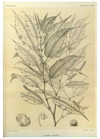 Reproducción/Reproduction 49786037876: Histoire physique, naturelle, et politique de Madagascar. Paris :Impr. nationale,1885-. 