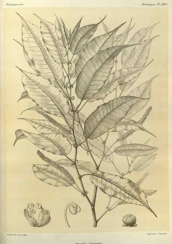 Reproducción/Reproduction 49786037876: Histoire physique, naturelle, et politique de Madagascar. Paris :Impr. nationale,1885-. 