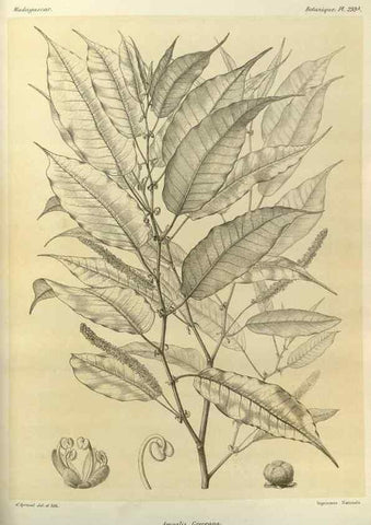 Reproducción/Reproduction 49786037876: Histoire physique, naturelle, et politique de Madagascar. Paris :Impr. nationale,1885-. 