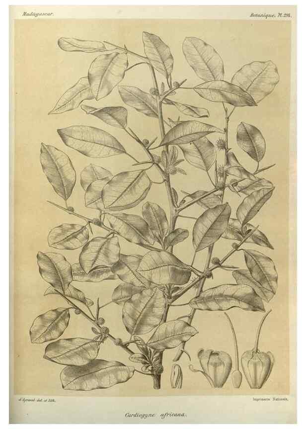 Reproducción/Reproduction 49786038251: Histoire physique, naturelle, et politique de Madagascar. Paris :Impr. nationale,1885-. 