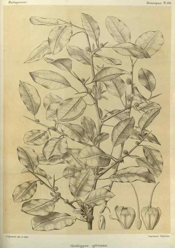 Reproducción/Reproduction 49786038251: Histoire physique, naturelle, et politique de Madagascar. Paris :Impr. nationale,1885-. 