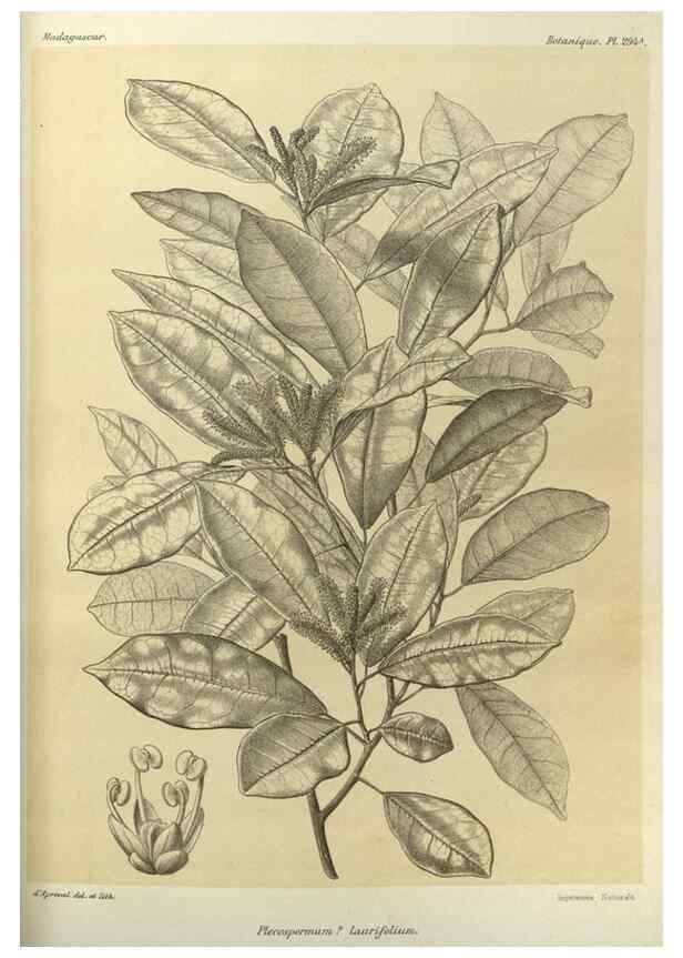 Reproducción/Reproduction 49786038606: Histoire physique, naturelle, et politique de Madagascar. Paris :Impr. nationale,1885-. 