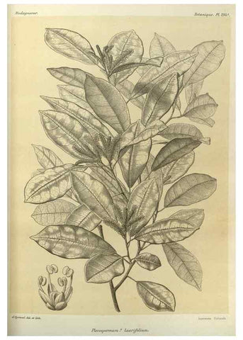 Reproducción/Reproduction 49786038606: Histoire physique, naturelle, et politique de Madagascar. Paris :Impr. nationale,1885-. 