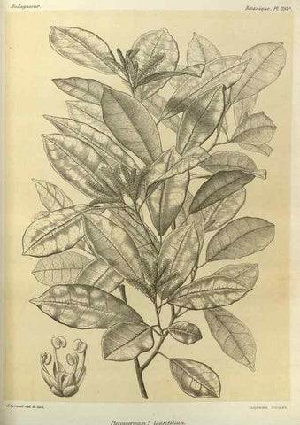 Reproducción/Reproduction 49786038606: Histoire physique, naturelle, et politique de Madagascar. Paris :Impr. nationale,1885-. 