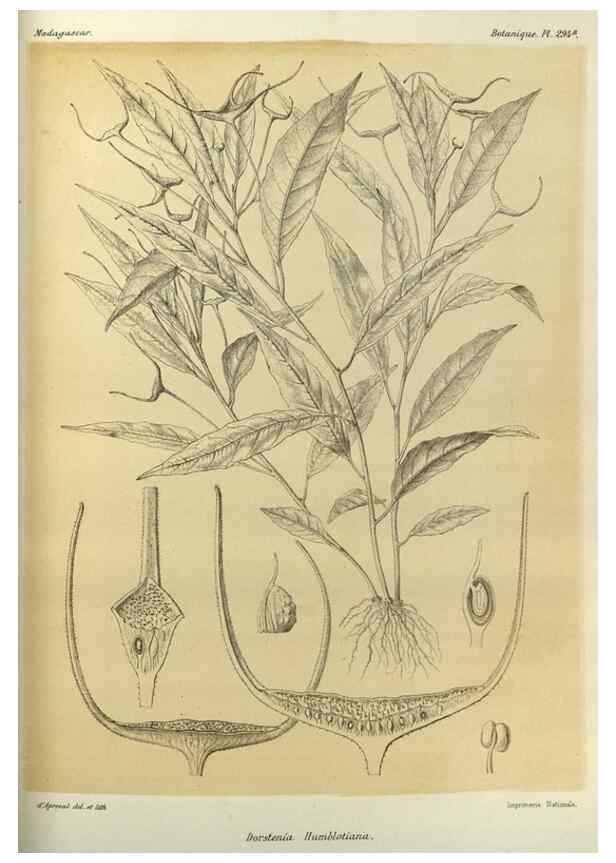 Reproducción/Reproduction 49786038831: Histoire physique, naturelle, et politique de Madagascar. Paris :Impr. nationale,1885-. 
