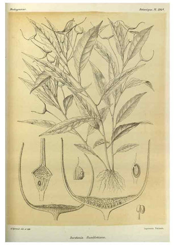 Reproducción/Reproduction 49786038831: Histoire physique, naturelle, et politique de Madagascar. Paris :Impr. nationale,1885-. 
