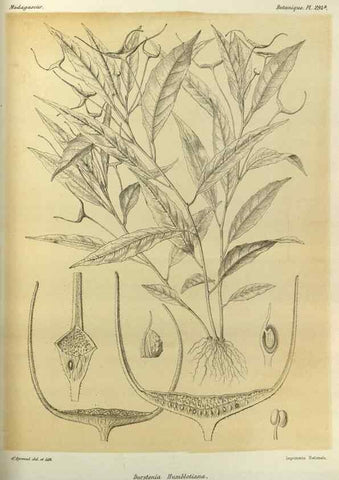 Reproducción/Reproduction 49786038831: Histoire physique, naturelle, et politique de Madagascar. Paris :Impr. nationale,1885-. 