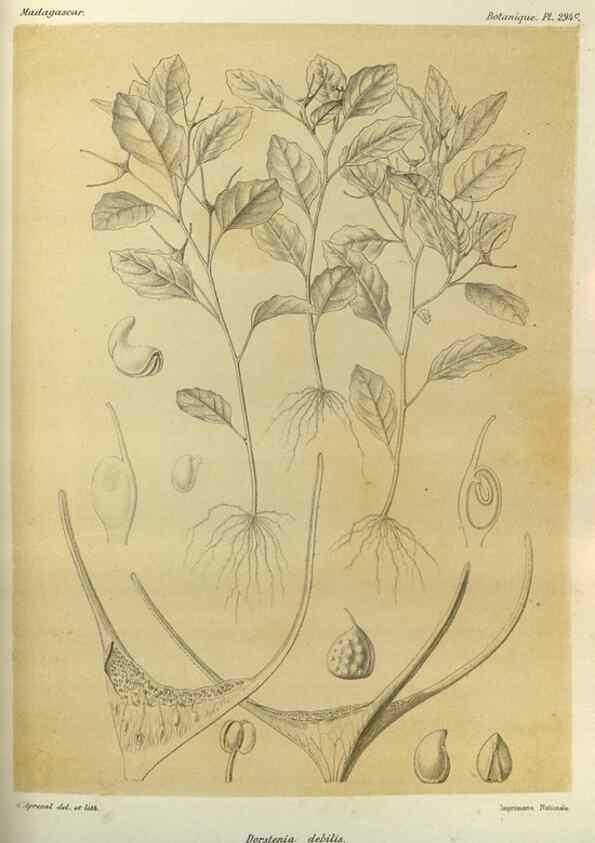 Reproducción/Reproduction 49786039146: Histoire physique, naturelle, et politique de Madagascar. Paris :Impr. nationale,1885-. 