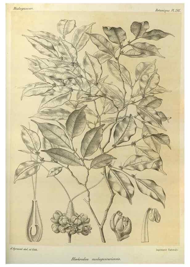 Reproducción/Reproduction 49786359562: Histoire physique, naturelle, et politique de Madagascar. Paris :Impr. nationale,1885-. 