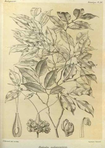 Reproducción/Reproduction 49786359562: Histoire physique, naturelle, et politique de Madagascar. Paris :Impr. nationale,1885-. 