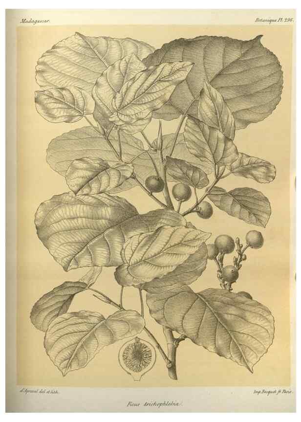 Reproducción/Reproduction 49786359917: Histoire physique, naturelle, et politique de Madagascar. Paris :Impr. nationale,1885-. 