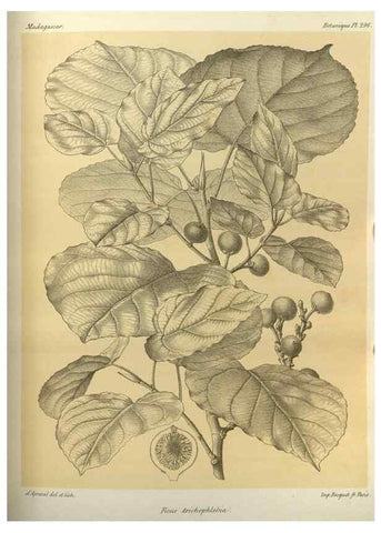 Reproducción/Reproduction 49786359917: Histoire physique, naturelle, et politique de Madagascar. Paris :Impr. nationale,1885-. 