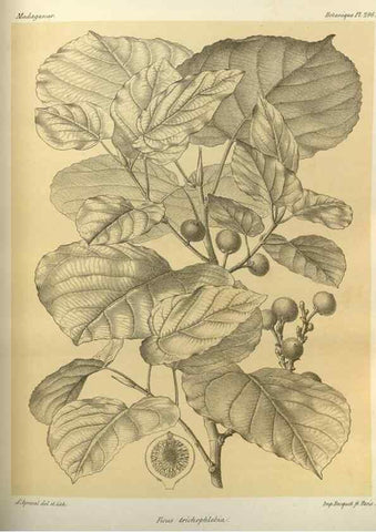 Reproducción/Reproduction 49786359917: Histoire physique, naturelle, et politique de Madagascar. Paris :Impr. nationale,1885-. 