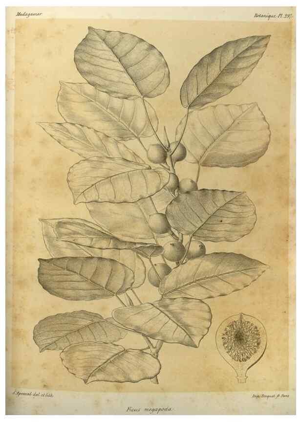 Reproducción/Reproduction 49785502343: Histoire physique, naturelle, et politique de Madagascar. Paris :Impr. nationale,1885-. 