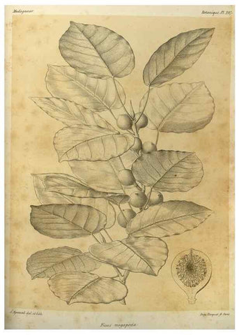 Reproducción/Reproduction 49785502343: Histoire physique, naturelle, et politique de Madagascar. Paris :Impr. nationale,1885-. 