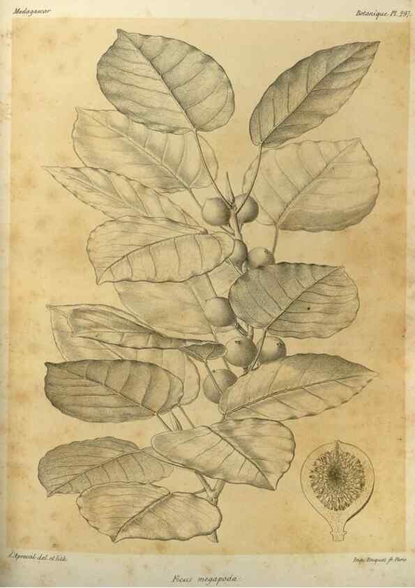 Reproducción/Reproduction 49785502343: Histoire physique, naturelle, et politique de Madagascar. Paris :Impr. nationale,1885-. 