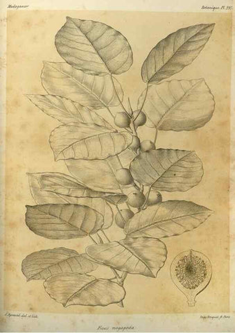 Reproducción/Reproduction 49785502343: Histoire physique, naturelle, et politique de Madagascar. Paris :Impr. nationale,1885-. 