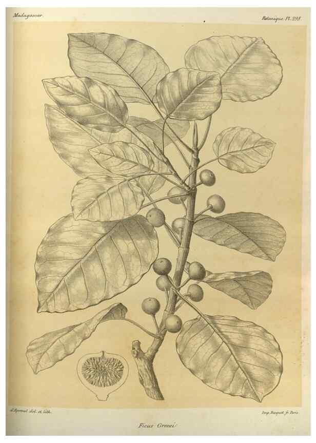 Reproducción/Reproduction 49786360552: Histoire physique, naturelle, et politique de Madagascar. Paris :Impr. nationale,1885-. 