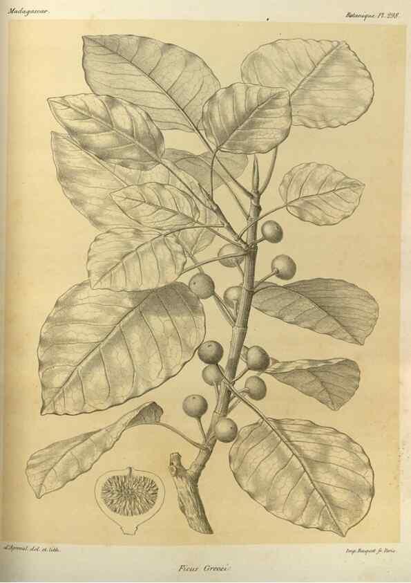 Reproducción/Reproduction 49786360552: Histoire physique, naturelle, et politique de Madagascar. Paris :Impr. nationale,1885-. 