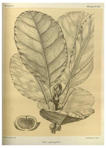 Reproducción/Reproduction 49785502998: Histoire physique, naturelle, et politique de Madagascar. Paris :Impr. nationale,1885-. 