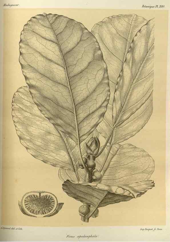 Reproducción/Reproduction 49785502998: Histoire physique, naturelle, et politique de Madagascar. Paris :Impr. nationale,1885-. 