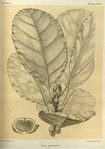 Reproducción/Reproduction 49785502998: Histoire physique, naturelle, et politique de Madagascar. Paris :Impr. nationale,1885-. 