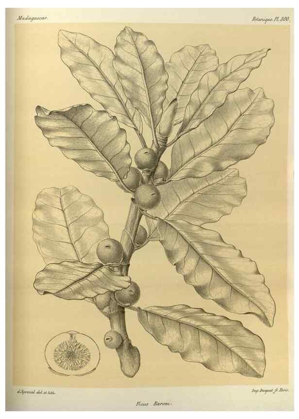 Reproducción/Reproduction 49786361182: Histoire physique, naturelle, et politique de Madagascar. Paris :Impr. nationale,1885-. 