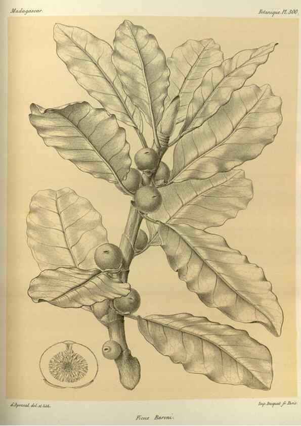 Reproducción/Reproduction 49786361182: Histoire physique, naturelle, et politique de Madagascar. Paris :Impr. nationale,1885-. 