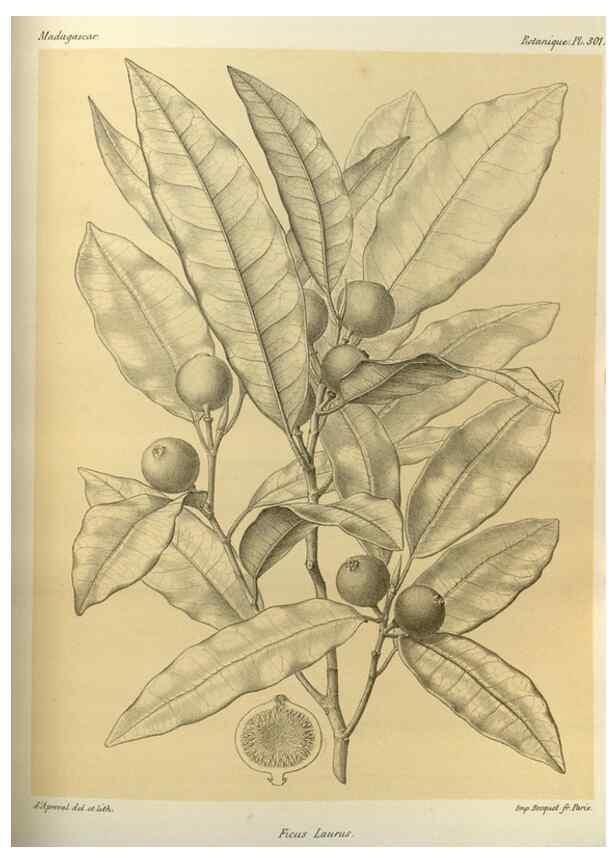 Reproducción/Reproduction 49785503623: Histoire physique, naturelle, et politique de Madagascar. Paris :Impr. nationale,1885-. 