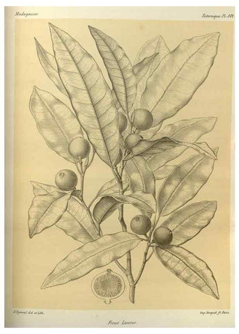 Reproducción/Reproduction 49785503623: Histoire physique, naturelle, et politique de Madagascar. Paris :Impr. nationale,1885-. 
