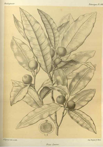 Reproducción/Reproduction 49785503623: Histoire physique, naturelle, et politique de Madagascar. Paris :Impr. nationale,1885-. 
