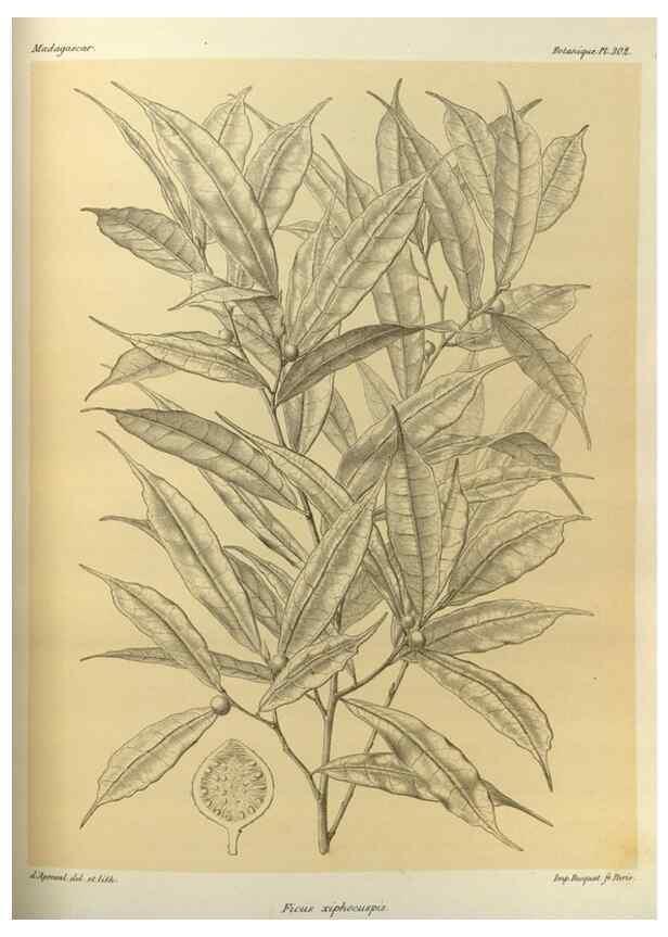 Reproducción/Reproduction 49786041996: Histoire physique, naturelle, et politique de Madagascar. Paris :Impr. nationale,1885-. 
