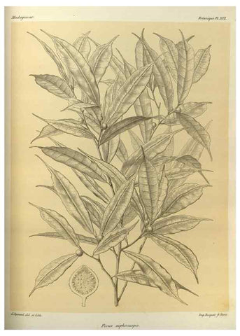 Reproducción/Reproduction 49786041996: Histoire physique, naturelle, et politique de Madagascar. Paris :Impr. nationale,1885-. 
