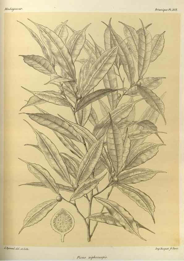 Reproducción/Reproduction 49786041996: Histoire physique, naturelle, et politique de Madagascar. Paris :Impr. nationale,1885-. 