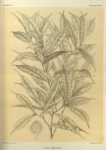 Reproducción/Reproduction 49786041996: Histoire physique, naturelle, et politique de Madagascar. Paris :Impr. nationale,1885-. 