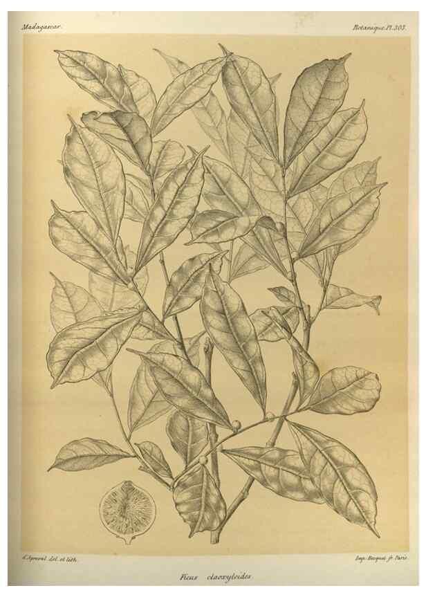 Reproducción/Reproduction 49785504128: Histoire physique, naturelle, et politique de Madagascar. Paris :Impr. nationale,1885-. 