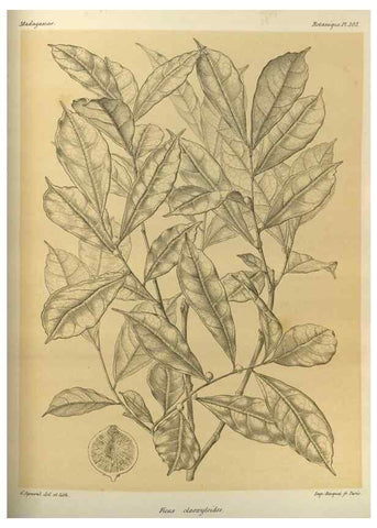 Reproducción/Reproduction 49785504128: Histoire physique, naturelle, et politique de Madagascar. Paris :Impr. nationale,1885-. 
