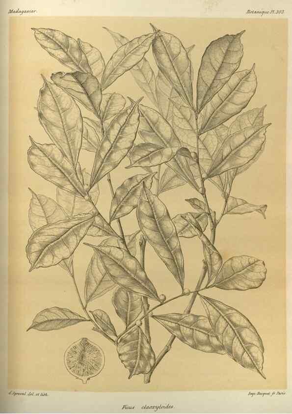 Reproducción/Reproduction 49785504128: Histoire physique, naturelle, et politique de Madagascar. Paris :Impr. nationale,1885-. 