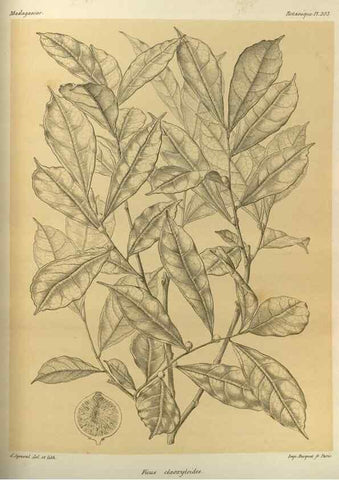 Reproducción/Reproduction 49785504128: Histoire physique, naturelle, et politique de Madagascar. Paris :Impr. nationale,1885-. 