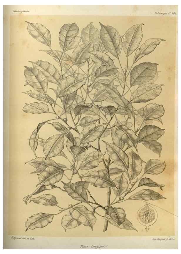 Reproducción/Reproduction 49786042526: Histoire physique, naturelle, et politique de Madagascar. Paris :Impr. nationale,1885-. 